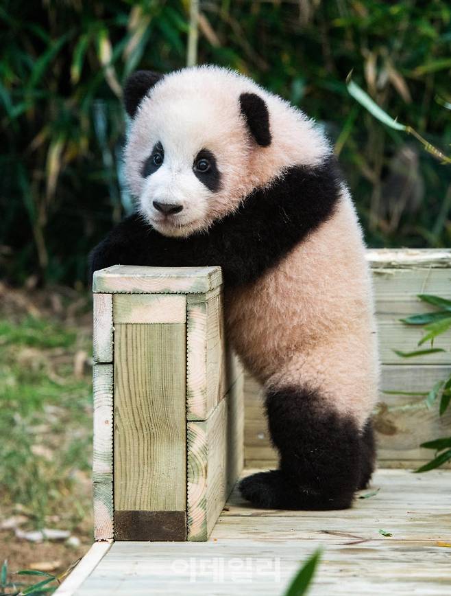 에버랜드 판다월드 아기 판다‘푸바오’ (사진=에버랜드)