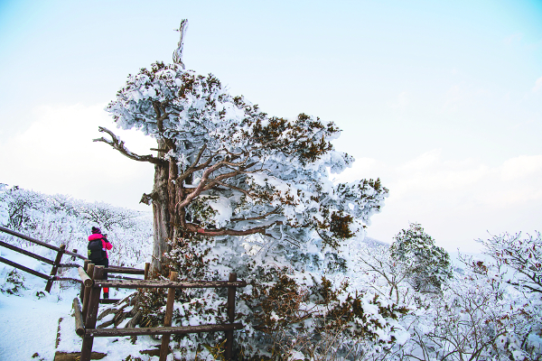전북 무주 덕유산 중봉 인근 주목을 뒤덮은 하얀 눈꽃.