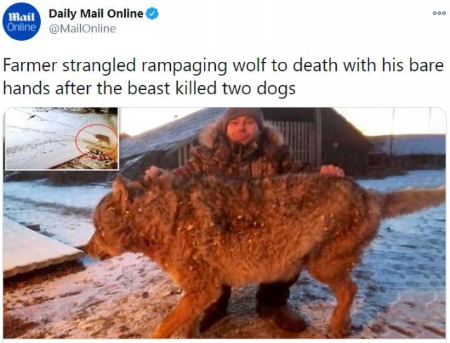 러시아의 한 농부가 개 두 마리를 죽인 늑대를 맨손으로 때려잡았다. 영국 매체 데일리메일 트위터 캡처