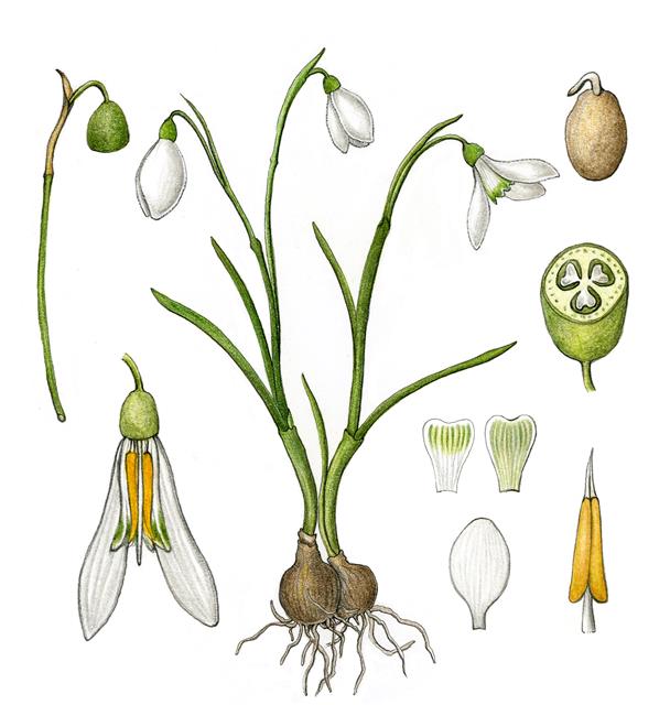 갈란투스속 중 대표종인 니발리스종. 한겨울에 새하얀 꽃을 피우는 겨울꽃 식물이며, 설강화, 스노드롭, 갈란투스 등으로 불린다.