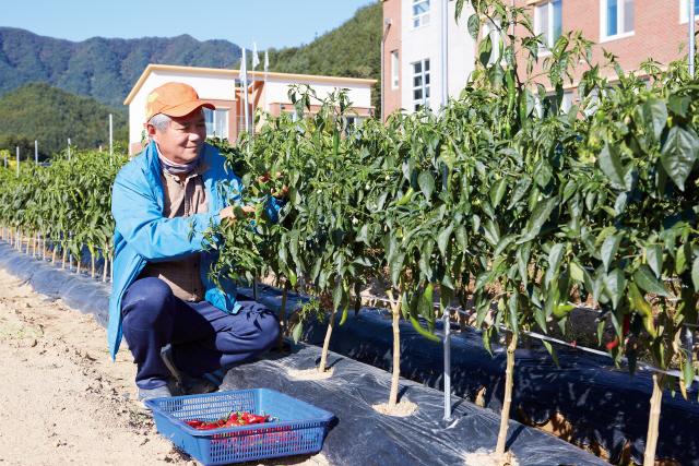 서울시가 운영하는 ‘체류형 귀농지원사업’에 참여한 귀농인이 고추를 수확하고 있다. /사진제공=서울시