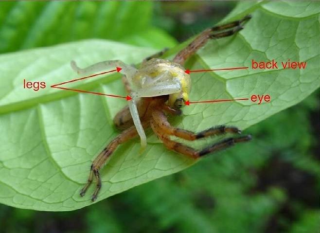 사냥한 거미를 물고 있는 거미. 풀전스 외 (2020) ‘생태학 및 진화’ 제공