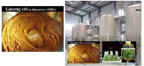 <그림2> 인삼(산삼) 탱크배양에서 수확한 인삼배양세포