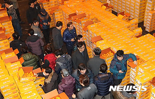 서울 가락동 농수산물도매시장에 쌀인 감귤.(뉴시스 DB)