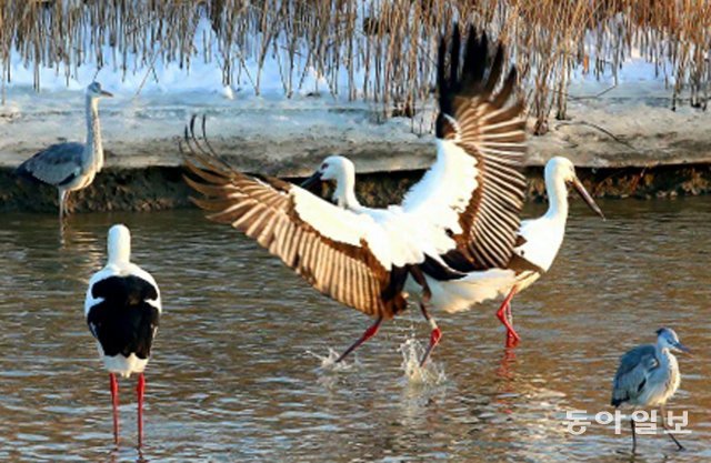 전북 고창군의 강가 갈대밭에서 포착된 황새들. 날개짓이 화려하고 힘차다. 박현규 사진작가 제공