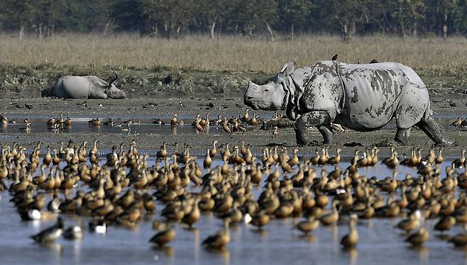 인도 아삼주의 포비토라 야생보호구역에서 인도코뿔소 한 마리가 물가를 거닐고 있다.  /EPA 연합뉴스
