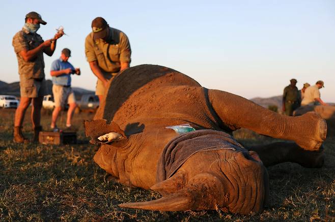 남아프리카공화국 필라네스버그 사파리공원에서 수의사들이 코뿔소의 뿔을 잘라내기 위해 마취제를 투여하고 있다. 뿔을 노리고 밀렵꾼들이 접근하는 것을 막기위한 극단적 고육책이다. /로이터 연합뉴스