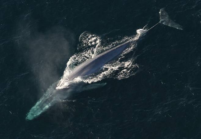 지구에서 가장 큰 동물인 대왕고래. 미국해양대기청(NOAA) 제공.
