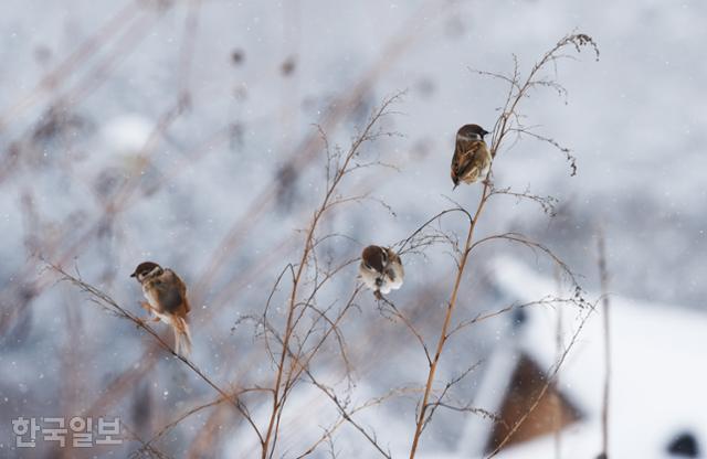 겨울은 짐승에게도 힘든 계절이다. 금곡영화마을에서 참새 세 마리가 마른 풀대에 앉아 먹이를 찾고 있다.