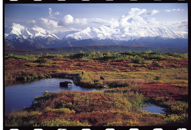 호시노 미치오는 알래스카산맥 아래 무스(사진) 같은 큰 피사체를 주로 찍었다. 15년차 때 시선을 내려 작은 물망초 같은 “실로 장대한 알래스카의 작은 세계”에도 주목한다.  청어람미디어 제공