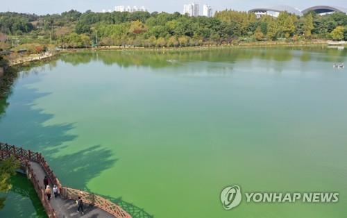 녹색으로 변한 광주 풍암호수공원 [연합뉴스 자료사진]