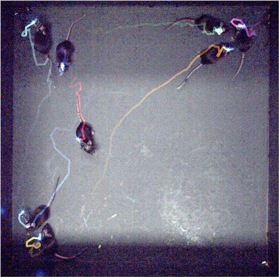 생쥐의 편도체 뇌파가 LED 빛으로 표시되고 있다.