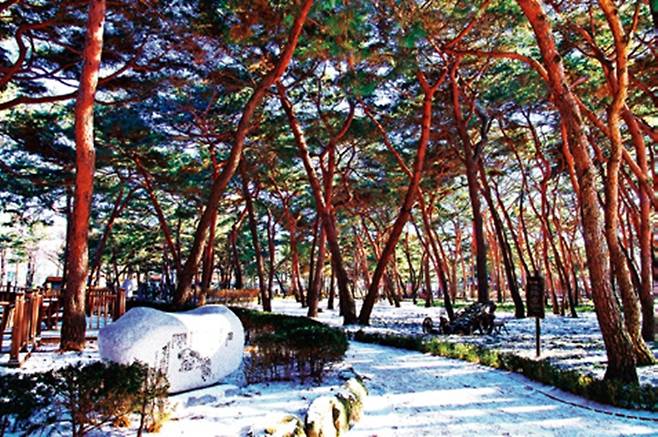 솔밭근린공원 소나무 숲.