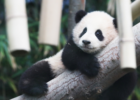 Baby panda Fubao, about five months old, lounges on a tree at Everland, Gyeonggi. She made her public debut on Monday after being born in July last year. [YONHAP]