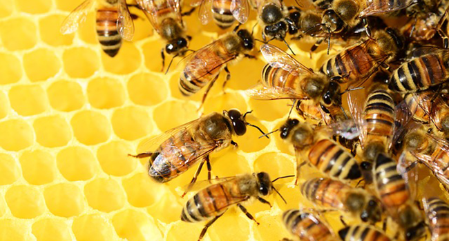 꿀벌의 집단행동 비밀 알고 보면... - 국내 연구진이 꿀벌이나 개미는 물론 동물들의 집단행동을 실시간으로 관찰할 수 있는 기술을 개발했다.픽사베이 제공