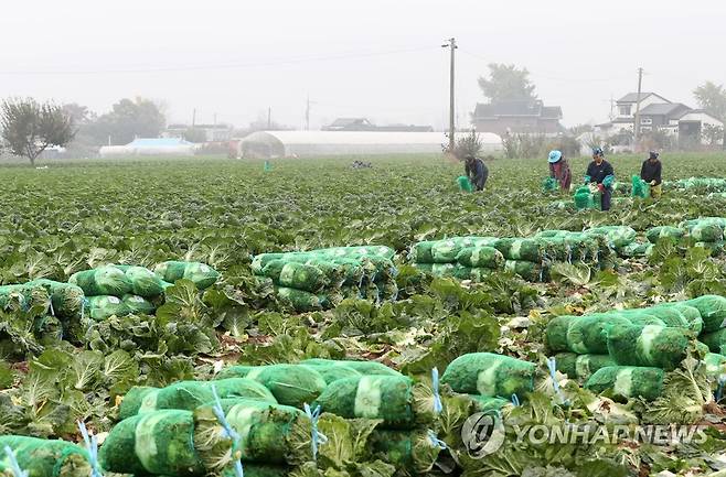 가을배추 수확하는 외국인 노동자들 [연합뉴스 자료사진]