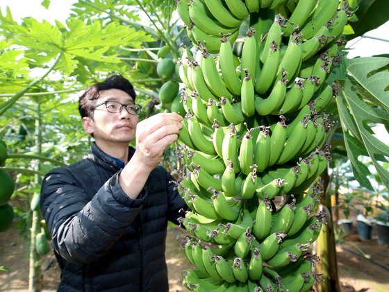 충남 태안군 안면읍 창기리 열대과일 농장에서 이용권 대표가 익어가는 바나나를 살피고 있다. 연합뉴스