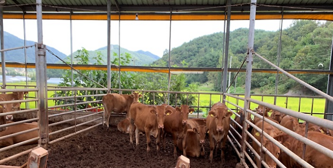 전남 광양시가 축산농가와 양봉 농가의 안정적인 소득보장을 위해 2021년도에 추진되는 축산과 양봉 보조사업 신청을 받는다. 광양시 제공