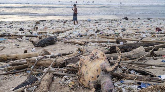 쓰레기로 뒤덮인 발리섬 쿠타 해변의 모습. 바다거북 사체도 보인다. 연합뉴스