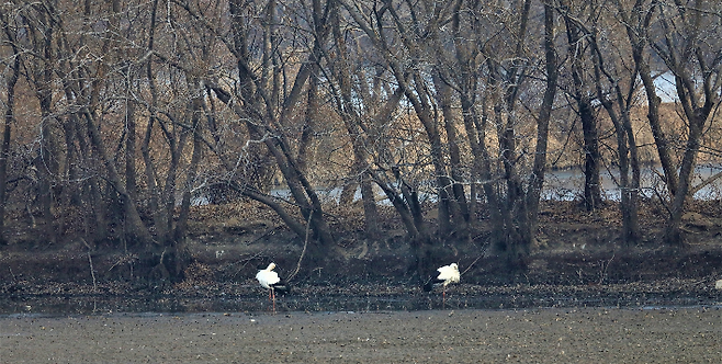 창원 주남저수지에서 발견된 국제적 보호종 황새 한 쌍. 창원시 제공