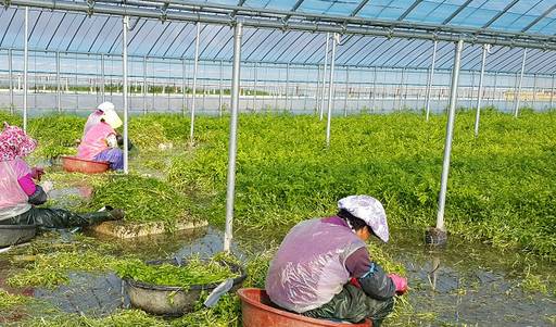 전남 순천시 도사동 일대 미나리 재배단지에서 농민들이 제철을 맞은 미나리를 수확하고 있다. 순천시 제공
