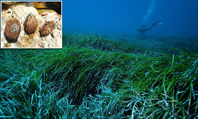 해양 쓰레기 해결 열쇠? 지중해 해초, 매년 폐플라스틱 8억6700만 개 없앤다