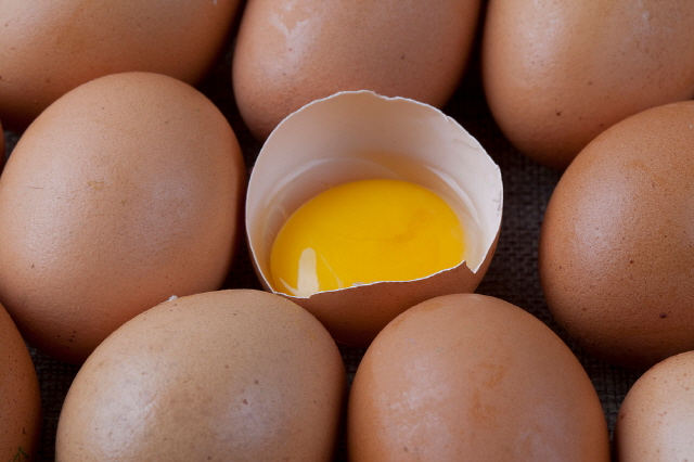 계란 노른자에는 비타민D가 많이 함유돼 있다./클립아트코리아