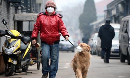 중국의 애완견 산책 모습. 글로벌타임스 캡처, 연합뉴스