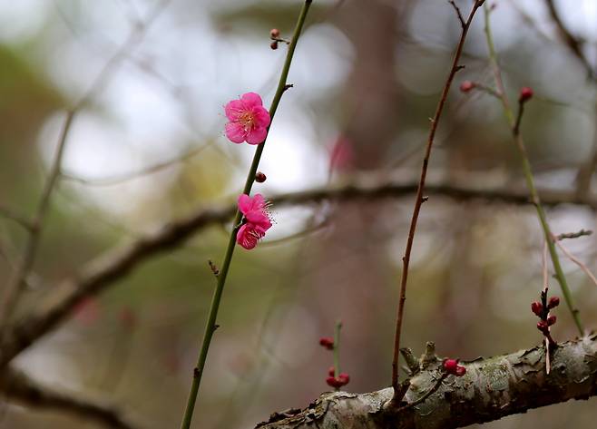 제주 한림공원의 홍매화
