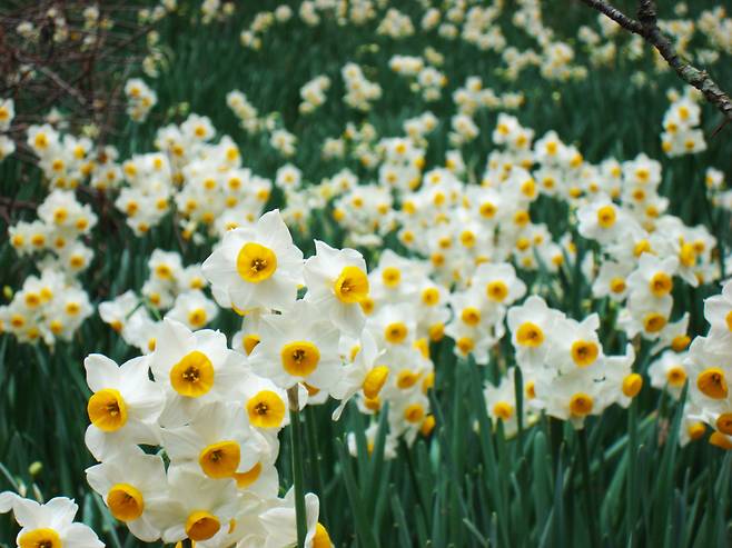 한림공원 1월의 수선화