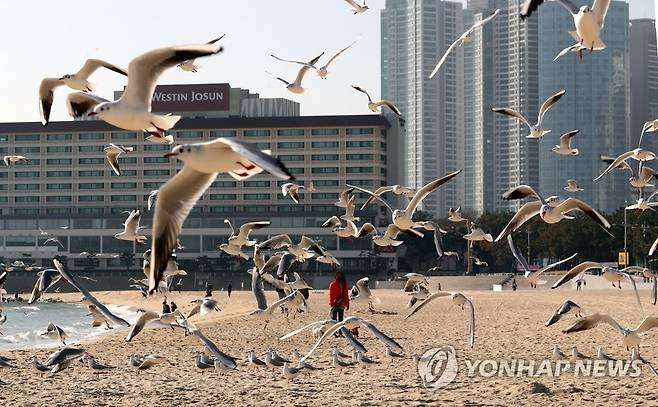 해운대 겨울 바다 [연합뉴스 자료사진]