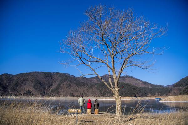 관대리 앞 소양강 변에 서 있는 ‘외로운 나무’.