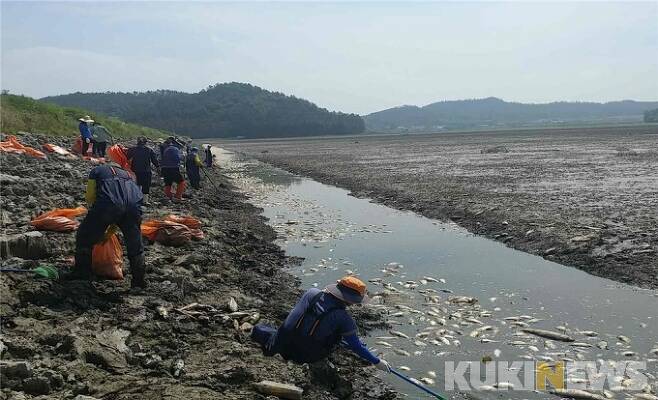 2017년 가뭄으로 둔전저수지 물고기가 폐사해 수거작업을 벌이고 있다.[사진=한국농어촌공사 진도지사]
