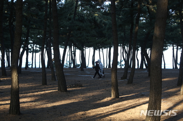 시민들이 바닷가 소나무 숲길에서 걷기운동을 하는 모습 ⓒ뉴시스