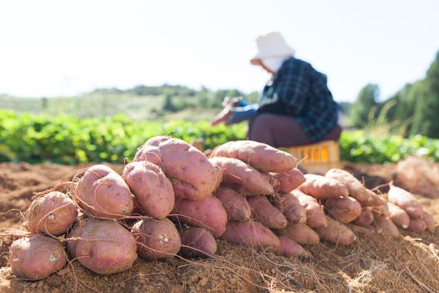 전국 고구마 재배량의 40%를 차지하는 달수 고구마는 일본에서 개발된 품종이다. 게티이미지뱅크