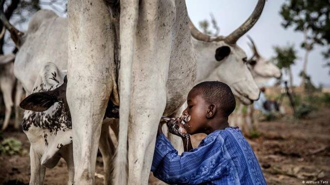 나이지리아 보호구역에서 한 소년이 자기집 소에서 직접 우유를 짜 먹고 있다. 독일 세계기아구조(DW), AFP 제공.