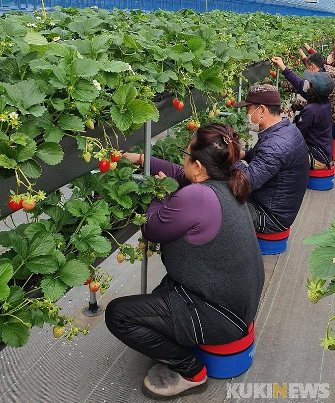 강진군이 농업인의 노동 부담을 덜어주기 위해 추진한 편의의자 지원사업이 호평을 받고 있다. 편의의자를 이용하고 있는 딸기 재배 농가.[사진=강진군]