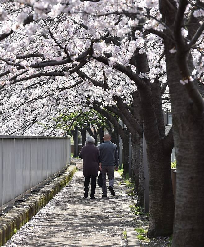 일본에서 벚꽃축제를 취소하고 있다(사진=AFP)