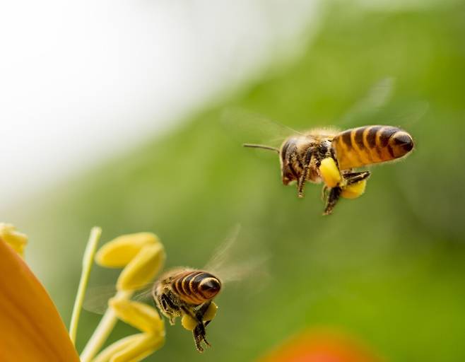 꿀벌은 사람 눈에 보이지 않는 편광을 길잡이 삼아 정확히 벌통으로 돌아온다. 그러나 미세먼지는 편광을 흐트러뜨려 꿀벌을 헤매게 한다. 게티이미지뱅크