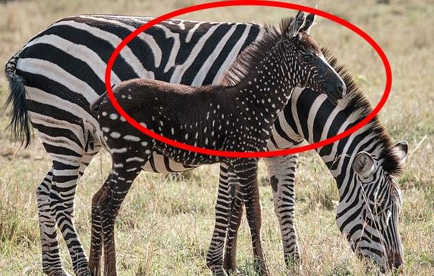 일반적인 흑백 줄무늬가 아닌 점박이 줄무늬를 가진 희귀 얼룩말(사진=AFP 연합뉴스)