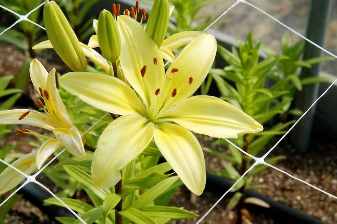 백합. /사진=농촌진흥청