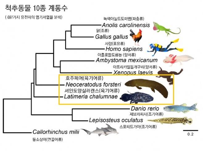 최근 호주폐어의 게놈이 해독되면서 척추동물 10종의 697가지 유전자의 염기서열을 분석해 만든 계통수다. 폐어가 실러캔스보다 육상동물에 더 가까움을 알 수 있다. 위에서부터 녹색아놀도마뱀(파충류), 닭(조류), 사람(포유류), 아홀로틀도롱뇽(양서류), 아프리카발톱개구리(양서류), 호주폐어(육기어류), 서인도양실러캔스(육기어류), 제브라피시(조기어류), 스포티드가아(조기어류), 퉁소상어(연골어류)다. 네이처 제공