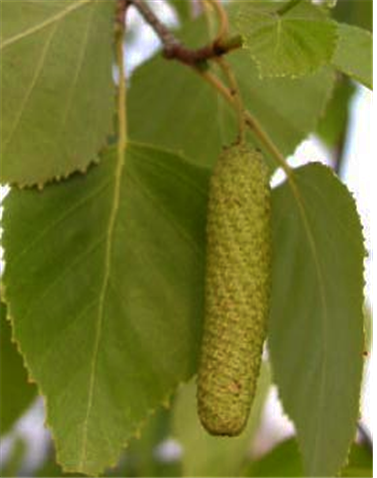 자작나무 열매