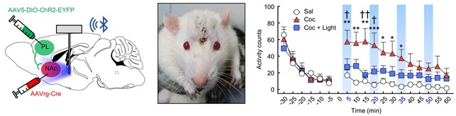 뇌 이식용 무선 디바이스를 이용한 코카인 중독행동 제어 실험. (좌) 쥐의 특정 뇌 부위에 바이러스를 통한 유전자 전달로 빛에 반응하는 이온 채널 발현 유도. (중) 두피 안에 무선 디바이스가 이식된 쥐의 모습. (우) 코카인에 의해 유도된 행동민감화 반응을 무선 스마트폰을 이용한 빛 자극 전달로 억제. [KAIST 제공]