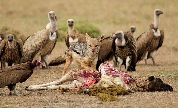 사자와 하이에나 등이 먹다남긴 짐승 사체를 두고 재칼과 신경전일 보이는 듯한 장면을 연출하고 있는 아프리카의 대머리수리들. /미국 자연보호국
