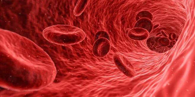 새로 생산되는 세포의 대부분은 적혈구 등의 혈액세포다. 픽사베이