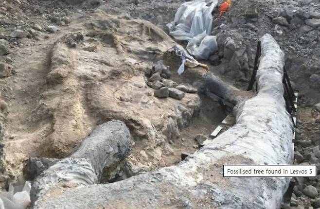 2000 만 년의 세월 속에도 온전히 보존되어 있는 나무화석. [사진 그리스시티타임즈]