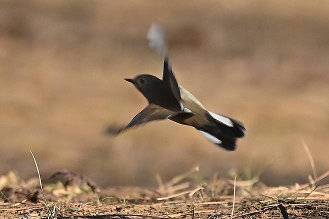 흰 깃털이 두드러지는 꼬리 가장자리가 이 새의 특징이다.