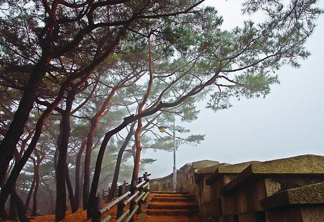 백악산(북악산) 소나무 숲과 한양도성 성곽.