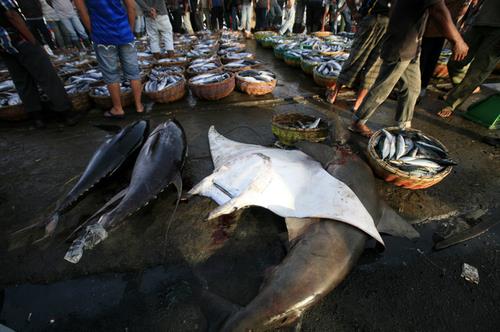 인도네시아 어시장에서 판매되는 불법포획 상어와 가오리 [EPA=연합뉴스]
